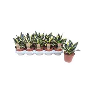 Sansevieria Golden Hahnii Black - P12