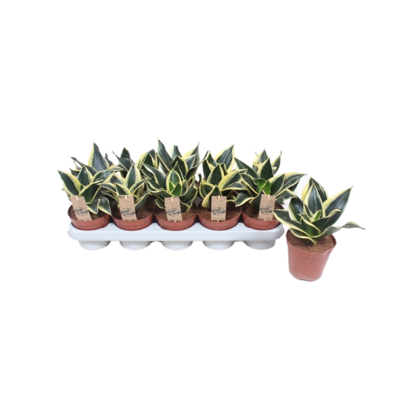 Sansevieria Golden Hahnii Black - P12