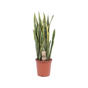 Sansevieria Laurentii - P21