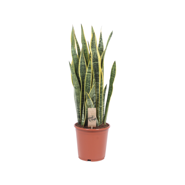 Sansevieria Laurentii - P21