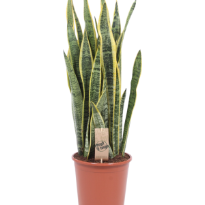 Sansevieria Laurentii