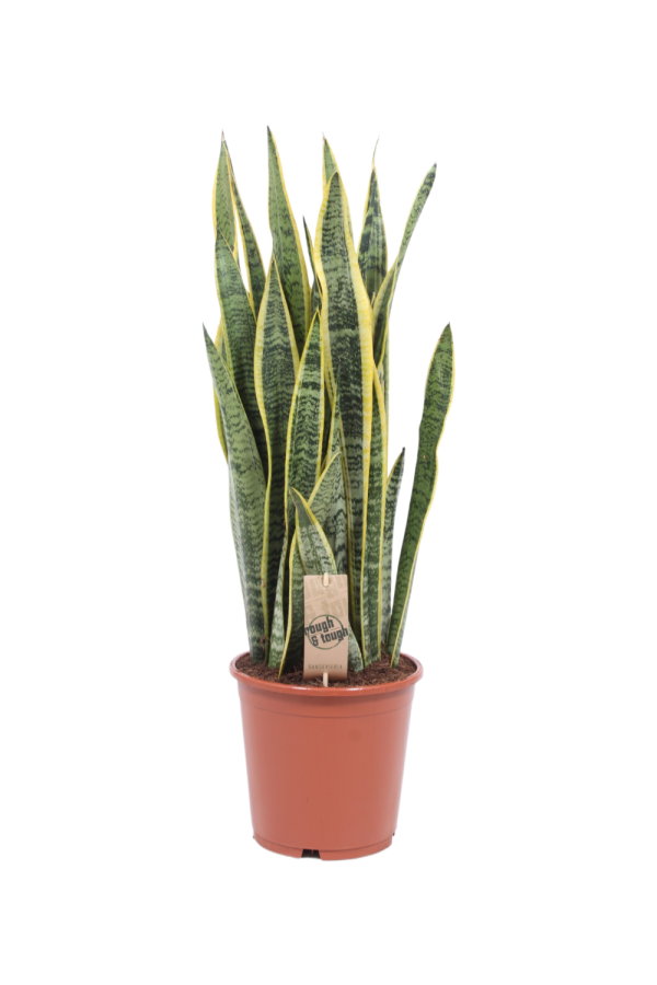 Sansevieria Laurentii