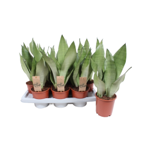 Sansevieria Moonshine - P14