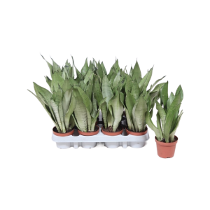 Sansevieria Moonshine - P9