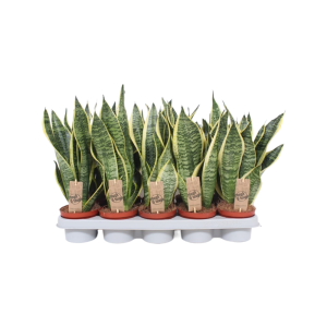 Sansevieria Superba