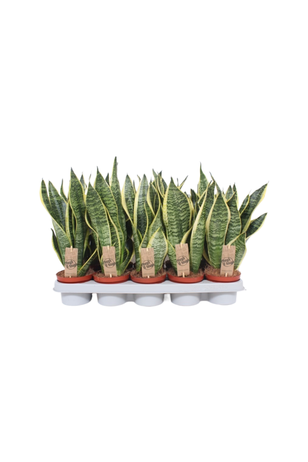 Sansevieria Superba