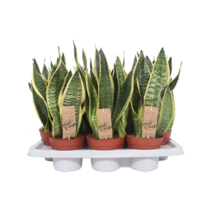Sansevieria Superba