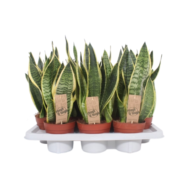 Sansevieria Superba