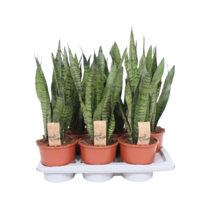 Sansevieria zeylanica - P17