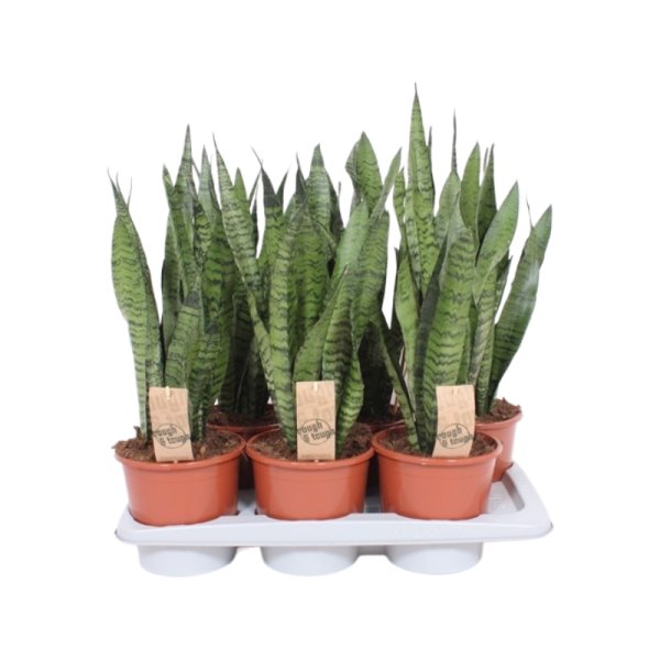 Sansevieria zeylanica - P17