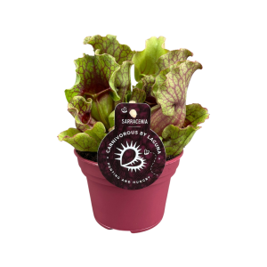 Sarracenia Clementina - P12