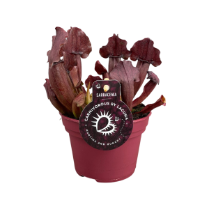 Sarracenia Maroon - P12