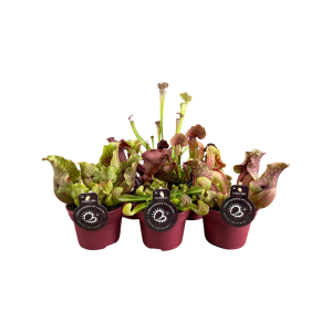 Sarracenia verschillende varianten - P12