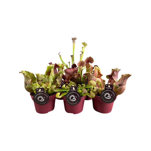 Sarracenia verschillende varianten - P12
