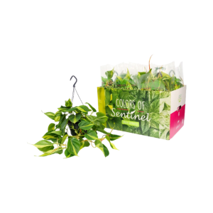 Scindapsus P15 Scandens Brasil hangpot