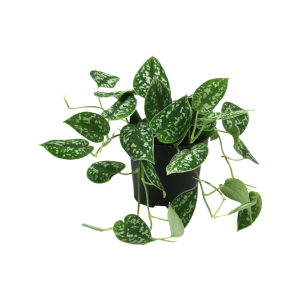 Scindapsus P12 Pictus