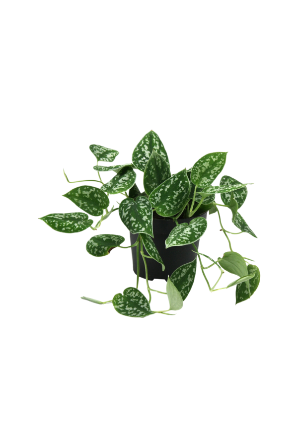 Scindapsus P12 Pictus