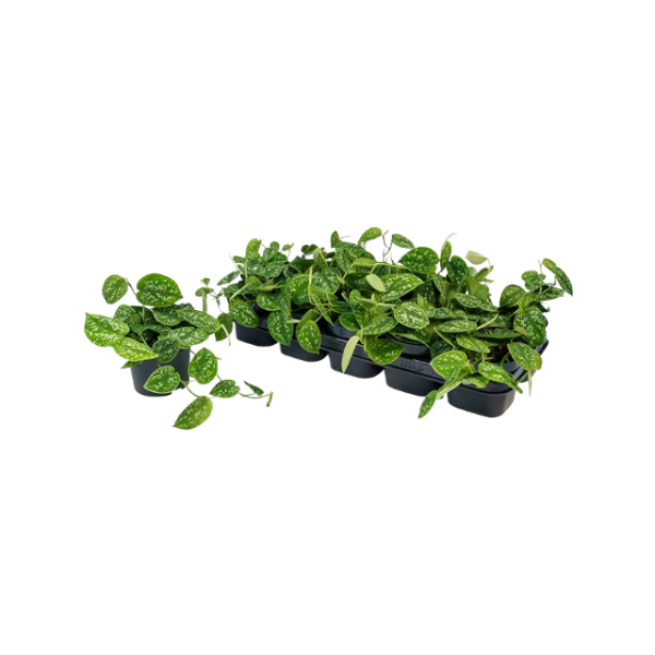 Scindapsus P12 Pictus Argyraeus