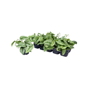 Scindapsus Pictus Trebie - P12