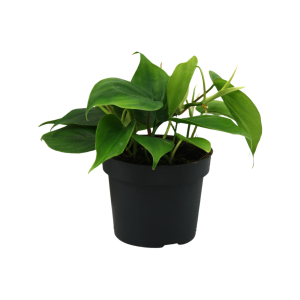 Scindapsus P12 Scandens