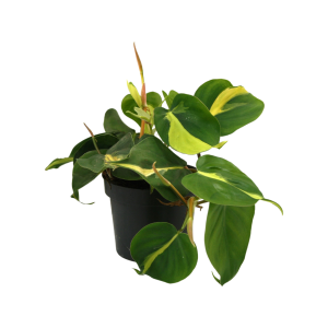 Scindapsus P12 Scandens Brasil