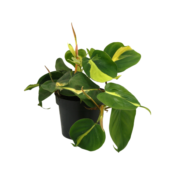 Scindapsus P12 Scandens Brasil
