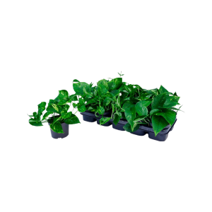 Scindapsus P12 pinnatum Aureum
