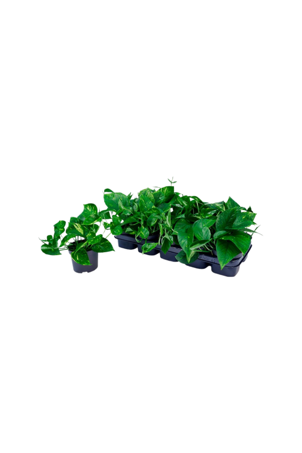 Scindapsus P12 pinnatum Aureum