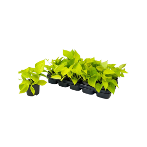 Scindapsus P12 pinnatum Golden Pothos
