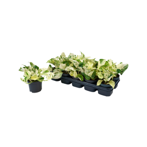 Scindapsus P12 pinnatum Happy Leaf