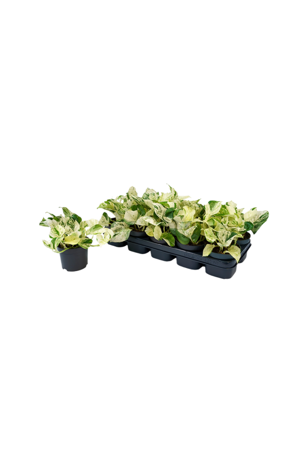 Scindapsus P12 pinnatum Happy Leaf
