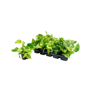 Scindapsus P12 pinnatum Marble Queen