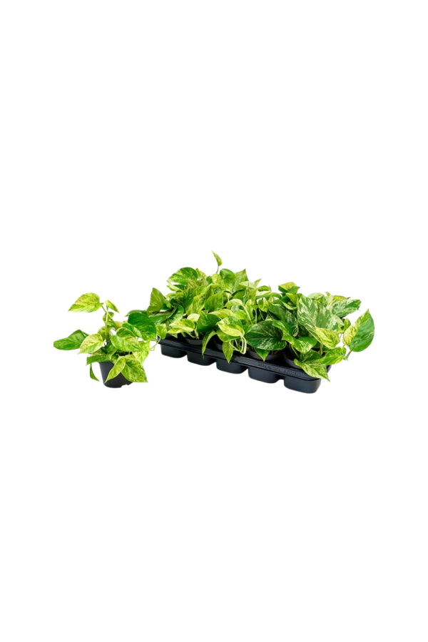 Scindapsus P12 pinnatum Marble Queen