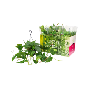 Scindapsus Scandens hangpot - P15