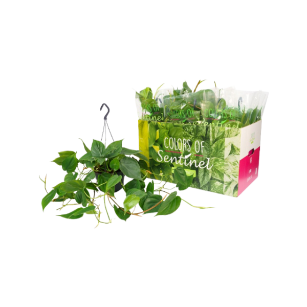 Scindapsus Scandens hangpot - P15