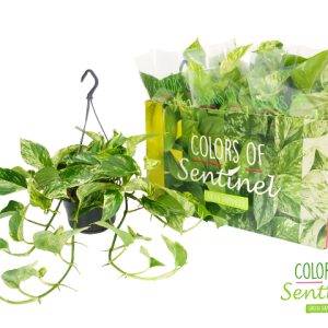 Scindapsus P15 pinnatum Marble Queen hangpot