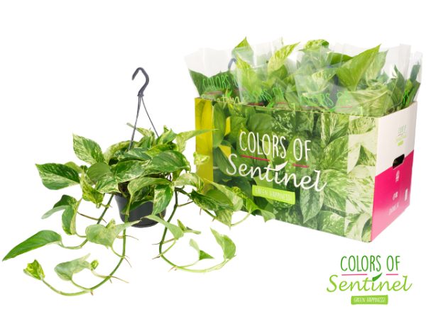 Scindapsus P15 pinnatum Marble Queen hangpot