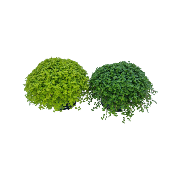 Soleirolia soleirolii verschillende soorten - P10