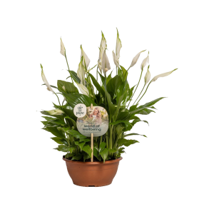 Spathiphyllum  Chopin in schaal - P17