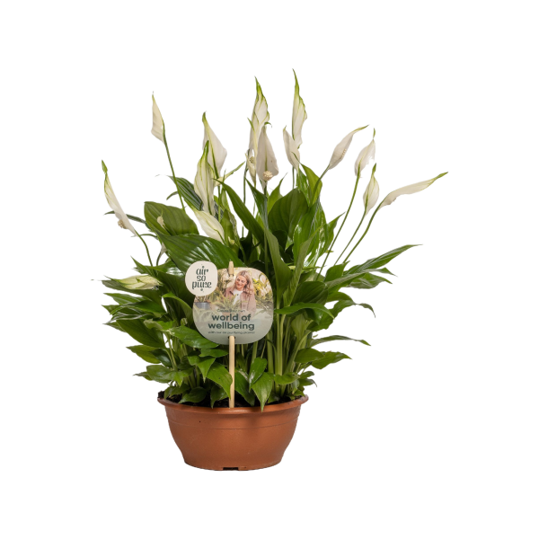 Spathiphyllum  Chopin in schaal - P17