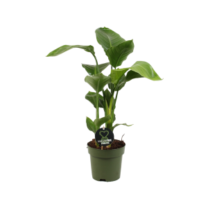 Strelitzia Nicolai 2/3 stek pp
