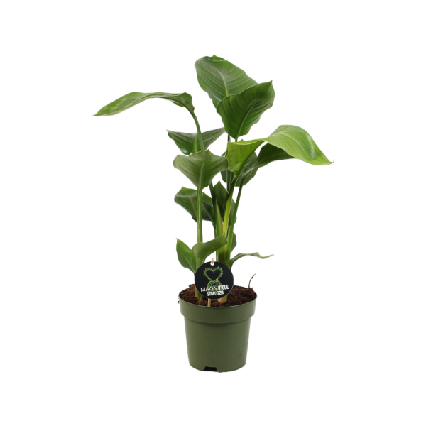 Strelitzia Nicolai 2/3 stek pp