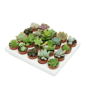 Succulenten Mini gemengd