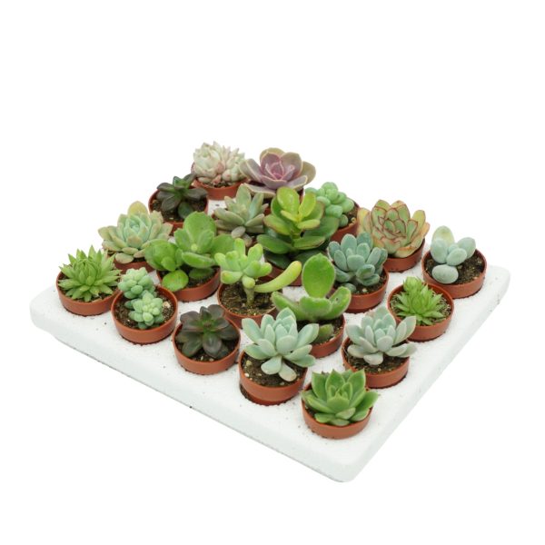Succulenten Mini gemengd