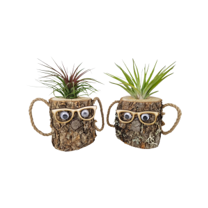 Tillandsia wood dude brown