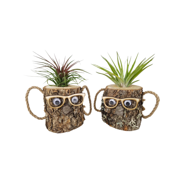 Tillandsia wood dude brown