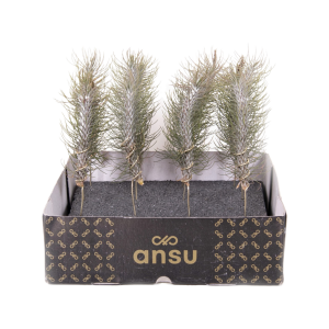 Tillandsia Fuckiana Crazy Love