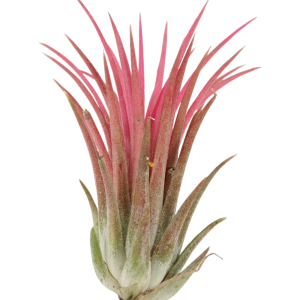 Tillandsia Ionantha Rood