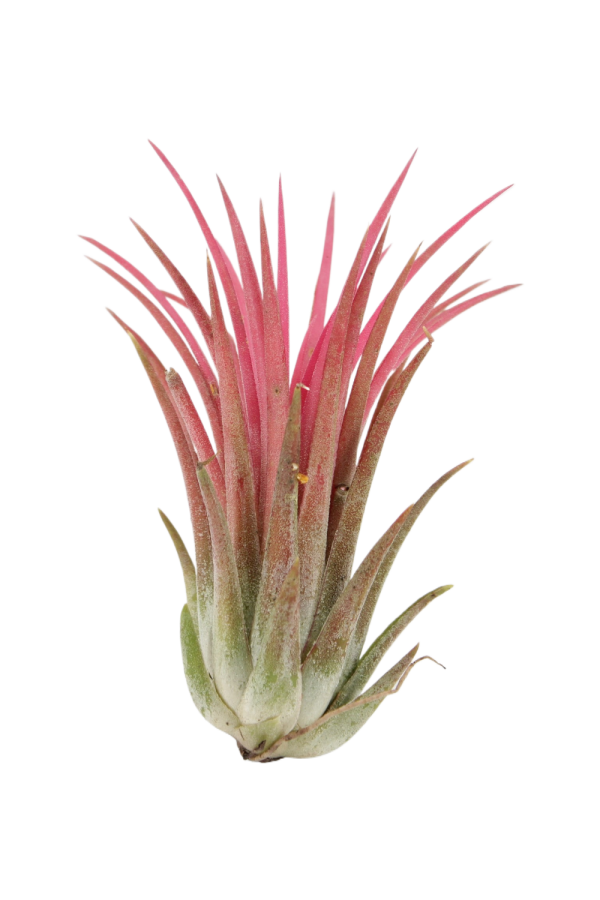 Tillandsia Ionantha Rood