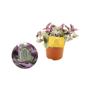 Tradescantia Sweetness P10.5